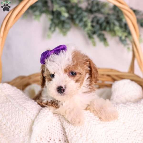 Marigold, Mini Bernedoodle Puppy